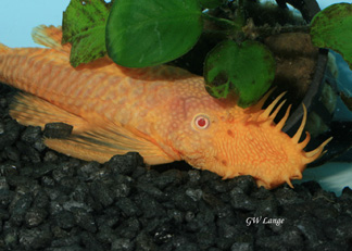 Male Bristlenose